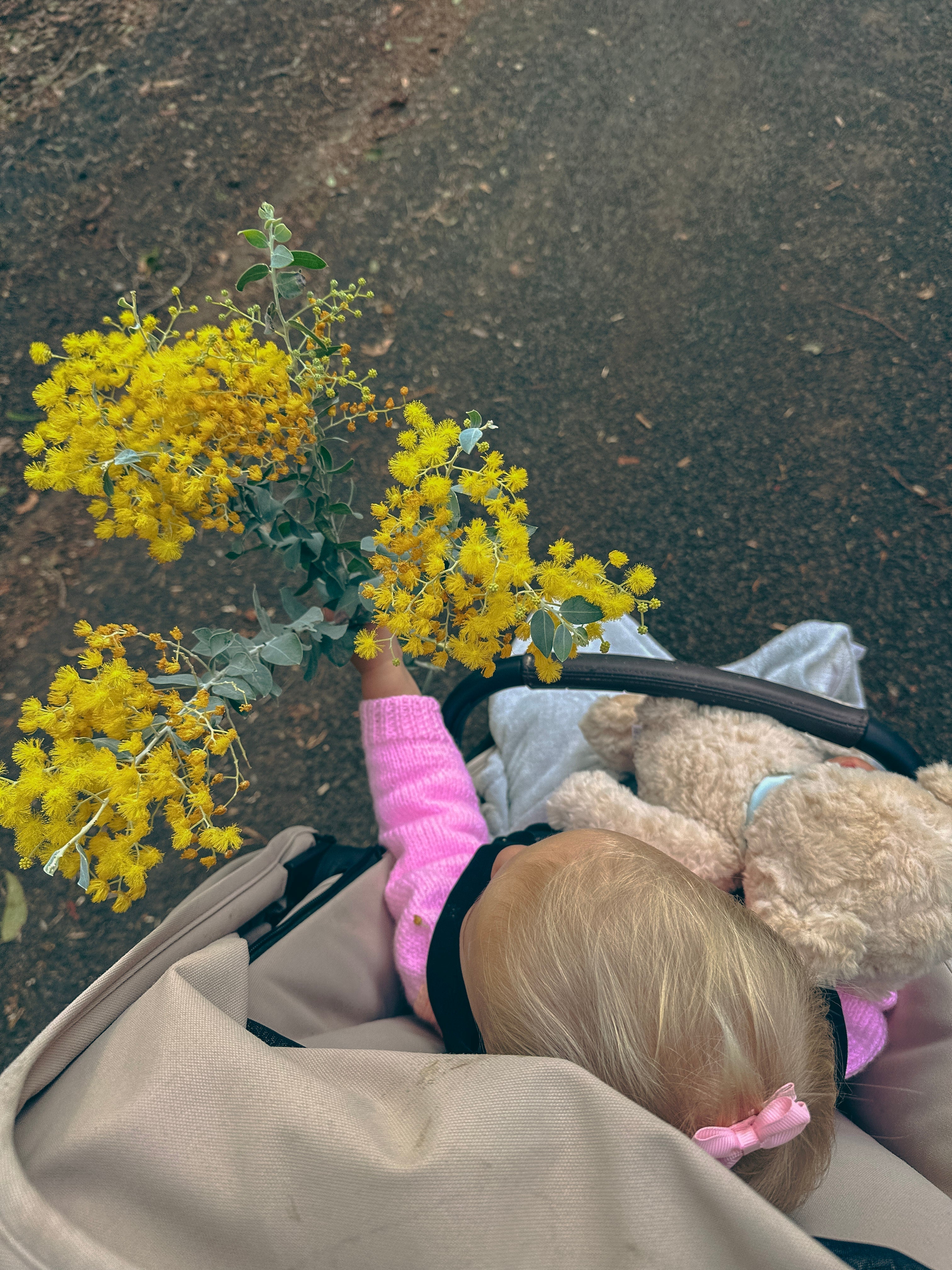 A top-down view of a toddler in a beige stroller holding a bouquet of bright yellow mimosa flowers. The child is wearing a pink long-sleeve knit cardigan and has a beige teddy bear on their shoulder, set against a dark asphalt background.