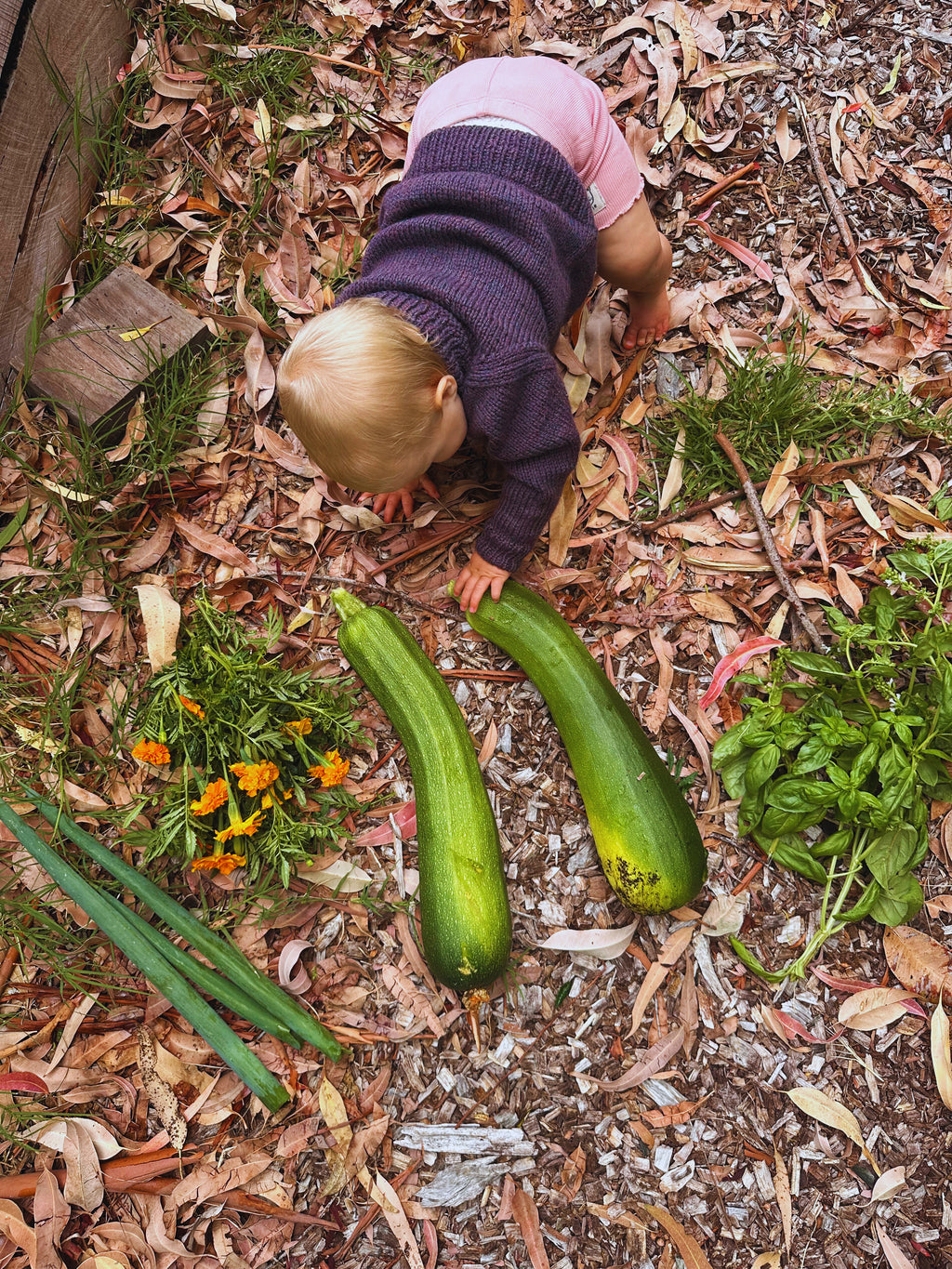 Child in purple sweater playing with zucchinis on a mulched garden bed